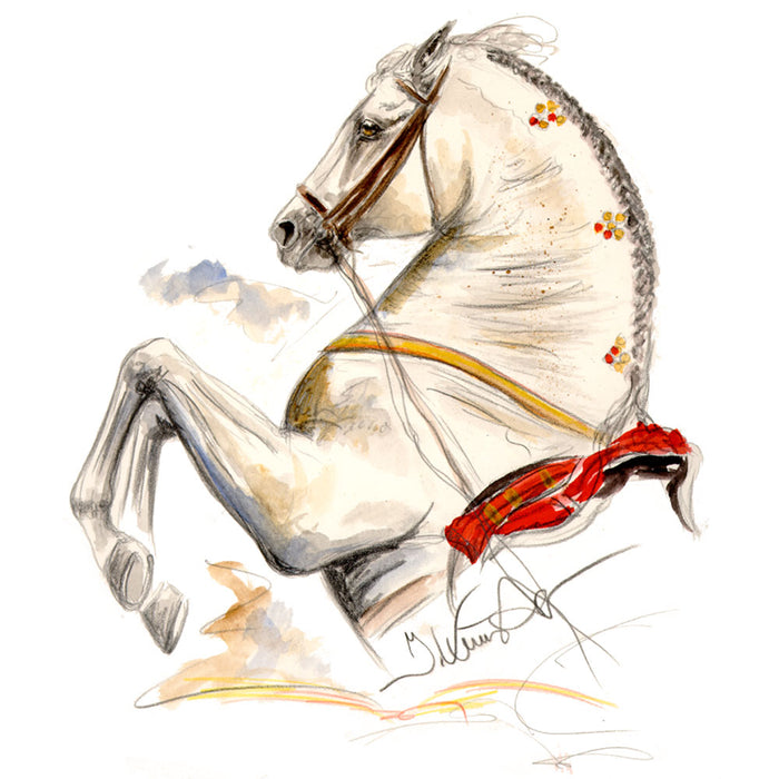 Ayamonte Lipizzan 2 Matted 7.75" X 11.75" Print