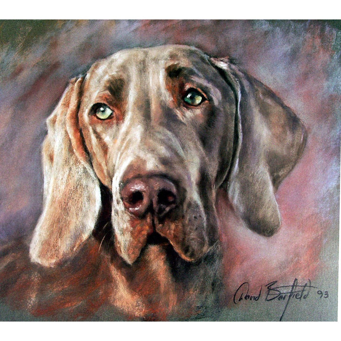 The Weimaraner Print