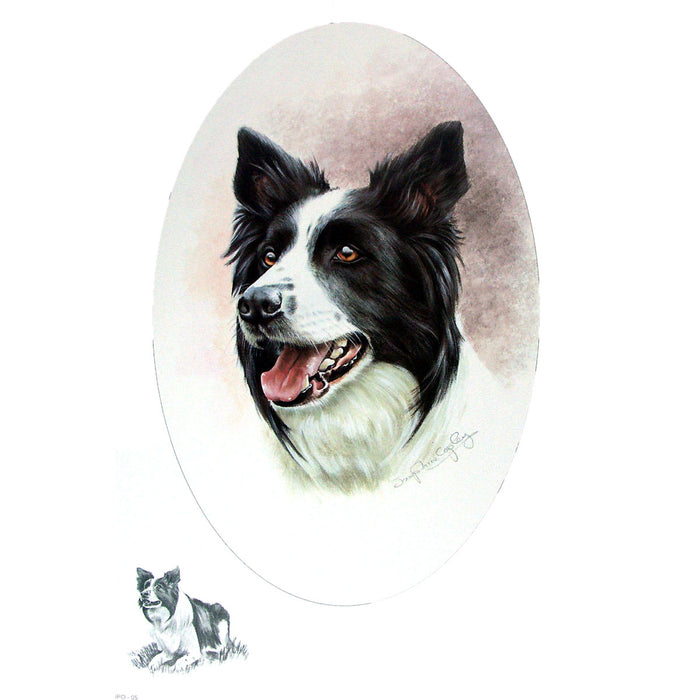 Border Collie Print