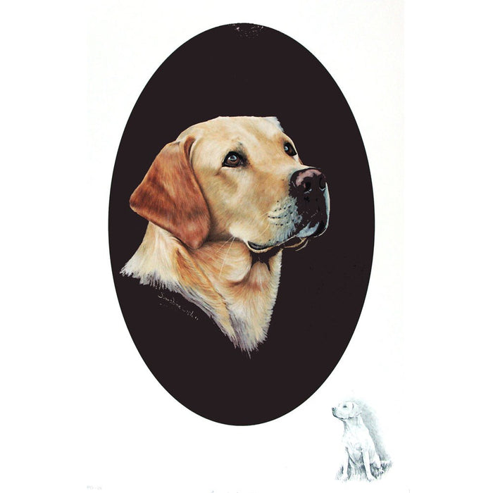 Yellow Labrador Print